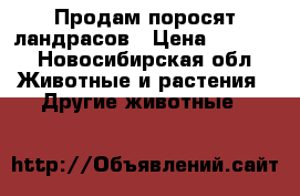 Продам поросят ландрасов › Цена ­ 4 000 - Новосибирская обл. Животные и растения » Другие животные   